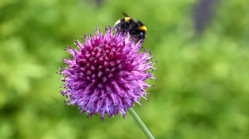 This macro photograph, taken in the late afternoon of a summer day, features a bee perched on a vibrant purple allium flower. The main subject is the bee, which is shown collecting nectar, highlighting the interaction between insects and plants. The focus is on the detailed structure of the allium flower, with its numerous tiny blossoms forming a spherical shape. The image provides a close-up view of the relationships among bees, flowers, and the surrounding greenery, showcasing the essential role of insects in pollinating plants during the summer season. The blurred green background emphasizes the flower and bee, while enhancing the natural beauty of the scene.